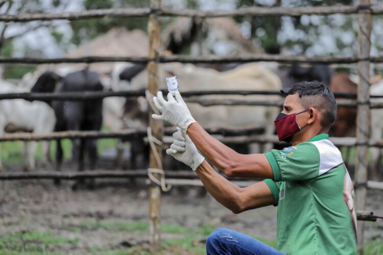 Apoio ao produtor rural: Prefeitura de Nhamundá realiza vacinação de bovinos contra a brucelose