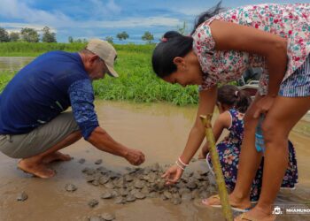 Soltura devolve à natureza milhares de filhotes de quelônios em Nhamundá