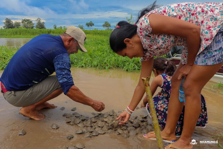 Soltura devolve à natureza milhares de filhotes de quelônios em Nhamundá