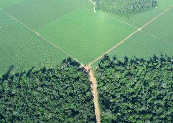 Suframa abre licitação para concessão de 244 terrenos no Distrito Agropecuário