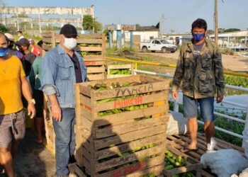 Parintins vai operar R$ 1 milhão em compra da agricultura familiar com o Programa Alimenta Brasil Municipal