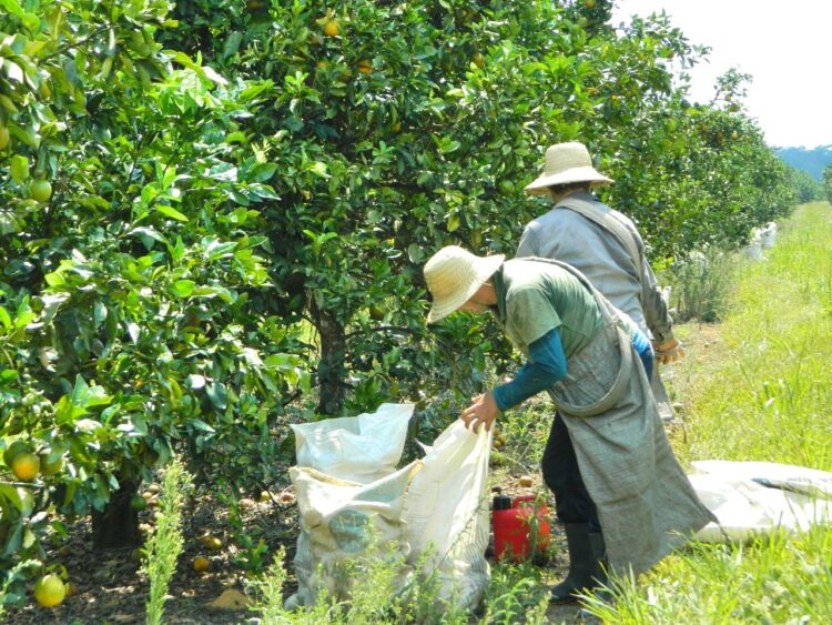 Parceria entre Suframa e Exército Brasileiro possibilitará georreferenciamento do DAS