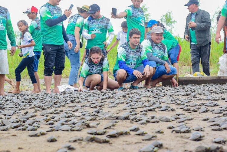 Mais 25 mil filhotes de quelônios são devolvidos à natureza em Nhamundá
