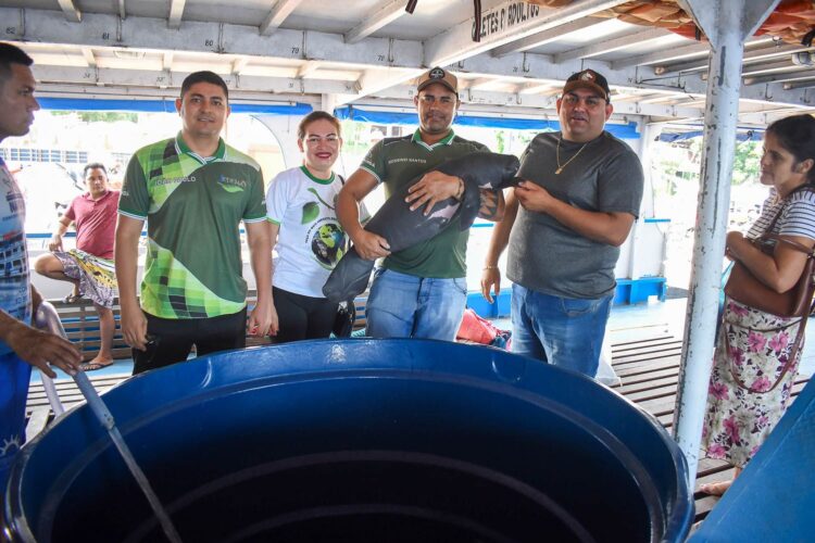 Filhote de peixe-boi é resgatado em Nhamundá e transferido para o Inpa
