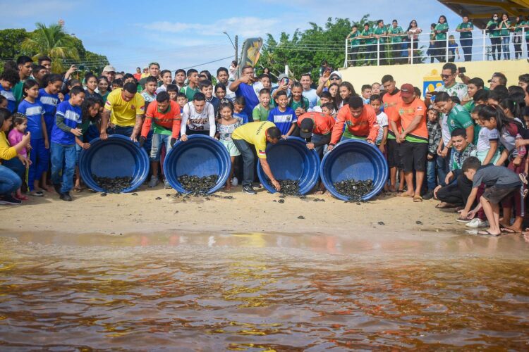 Em Nhamundá, Sedema realiza soltura simbólica de mil quelônios na Praia da Liberdade