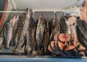 Peixes consumidos pela população em 6 estados da Amazônia têm contaminação por mercúrio, indica estudo