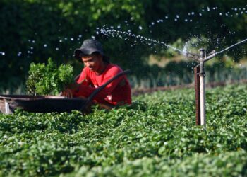 Governo do Amazonas abre segundo edital para aquisição de gêneros alimentícios da Agricultura Familiar
