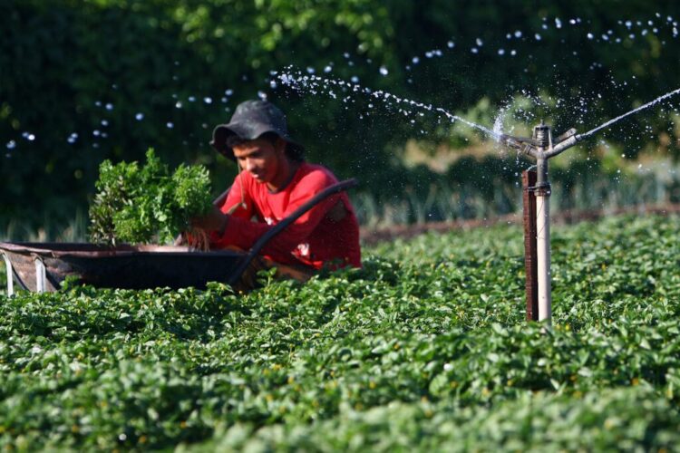 Governo do Amazonas abre segundo edital para aquisição de gêneros alimentícios da Agricultura Familiar