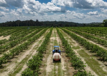 Suframa realiza grande feira do DAS na sede da Autarquia