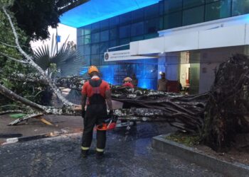 Chuva provoca queda de árvore em frente à sede da Ponta Negra