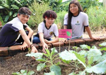 Projeto pedagógico aproxima estudantes do cultivo de horta em escola estadual