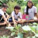 Projeto pedagógico aproxima estudantes do cultivo de horta em escola estadual