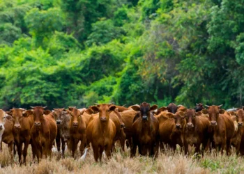 Pecuária pode desmatar 3 milhões de hectares da Amazônia até 2025