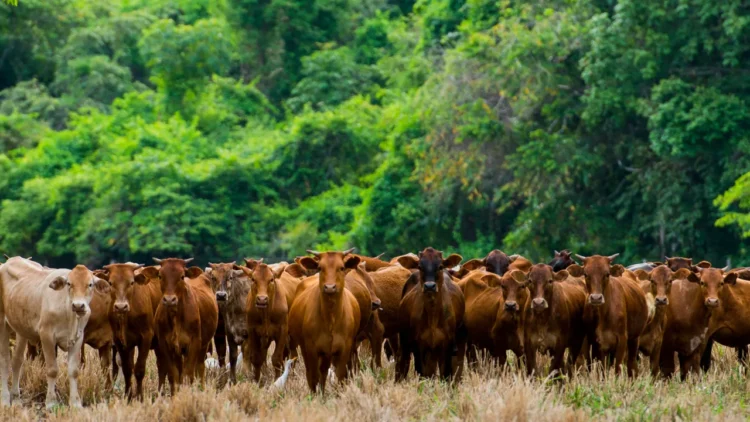 Pecuária pode desmatar 3 milhões de hectares da Amazônia até 2025