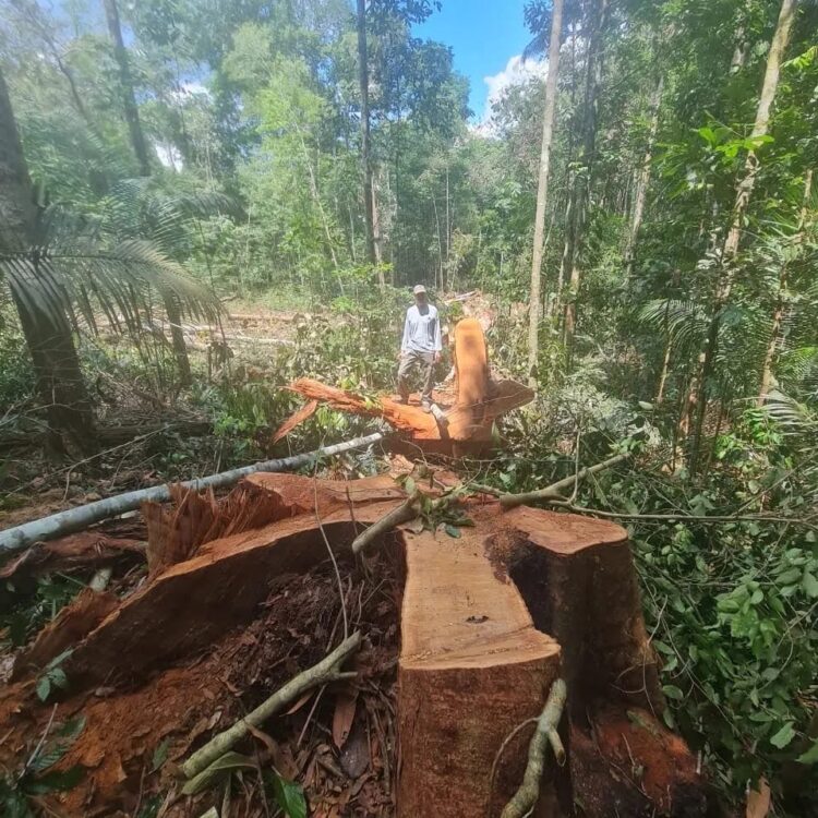 Ibama acompanha obras da Linha de Transmissão Manaus – Boa Vista