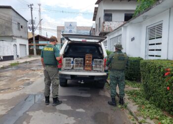 Operação Gênesis fiscaliza criadores de passeiriformes