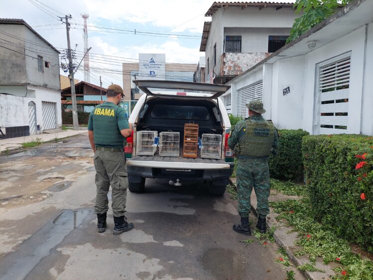 Operação Gênesis fiscaliza criadores de passeiriformes