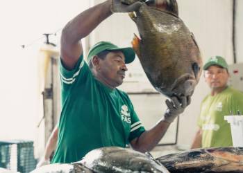 Venda de pirarucu e tambaqui de manejo gera renda em mais de R$ 409 mil a pescadores na Amazônia