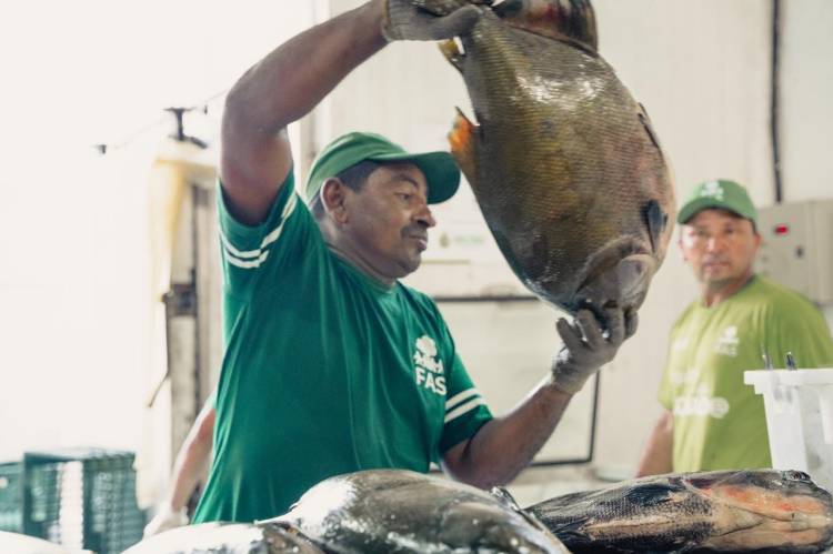 Venda de pirarucu e tambaqui de manejo gera renda em mais de R$ 409 mil a pescadores na Amazônia