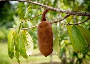 Com apoio do Governo do Amazonas pesquisa incentiva o cultivo em consórcio de frutas amazônicas