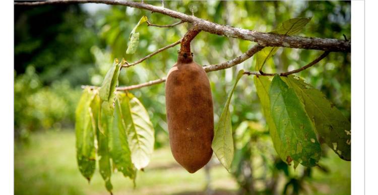 Com apoio do Governo do Amazonas pesquisa incentiva o cultivo em consórcio de frutas amazônicas