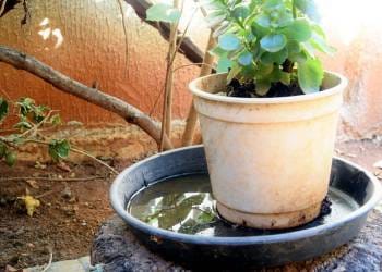 É hoje! Dia D contra a dengue mobiliza o Brasil neste sábado