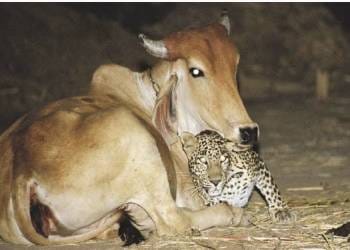 A ONÇA TÁ COMENDO AS VACAS