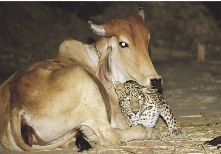A ONÇA TÁ COMENDO AS VACAS