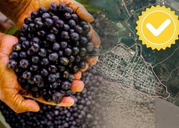 Açaí de Codajás (AM) passa a ser mais um produto da Amazônia Ocidental com registro de Indicação Geográfica