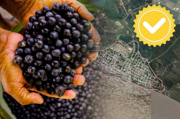 Açaí de Codajás (AM) passa a ser mais um produto da Amazônia Ocidental com registro de Indicação Geográfica