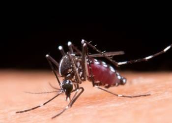 Brasil passa de 4 milhões de casos de dengue em 2024