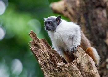 TCE-AM destaca apoio ao ICMBio na criação da Reserva para Sauim-de-Coleira