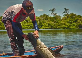 Rastreabilidade do pirarucu impulsiona comercialização gerando renda para comunidades da Amazônia