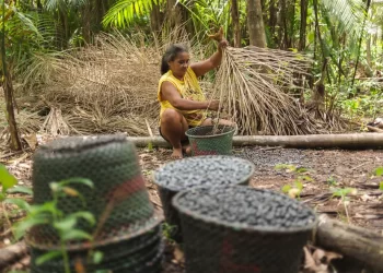 Inspirado no ‘Shark Tank’, BID cria ‘Tambari Tank’, para selecionar negócios na Amazônia