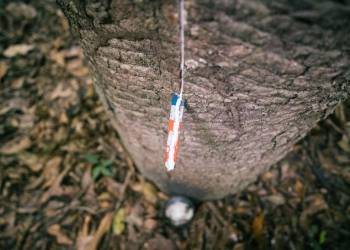 Rede emissora do Cadastro Nacional da Agricultura Familiar ganha reforço com apoio do CNS