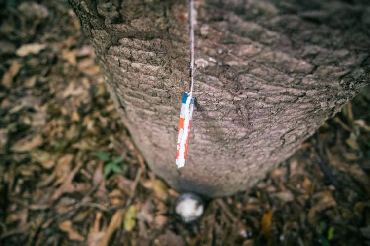 Rede emissora do Cadastro Nacional da Agricultura Familiar ganha reforço com apoio do CNS