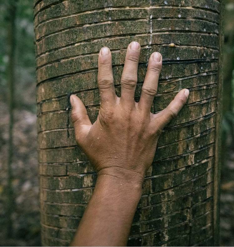 Greve dos servidores da área ambiental gera preocupa às populações extrativistas