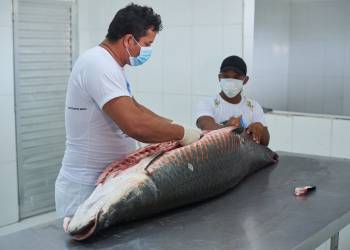 Versátil, pele de pirarucu manejado da Amazônia é utilizada na confecção de roupas a acessórios