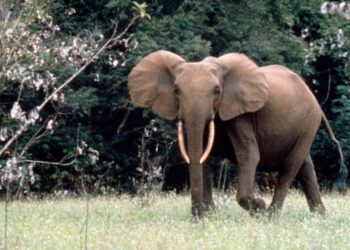 Loxodonta africana cyclotis. Forest elephant bull Gamba, Gabon. Image by WWF / Hervé MORAND with courtesy.