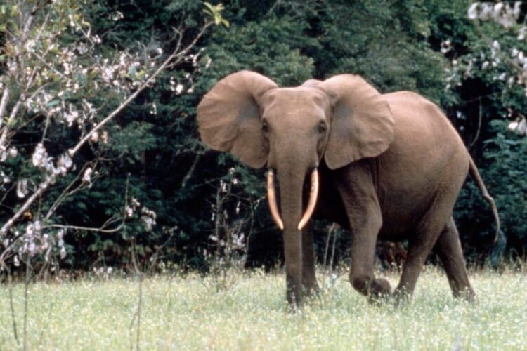 Loxodonta africana cyclotis. Forest elephant bull Gamba, Gabon. Image by WWF / Hervé MORAND with courtesy.