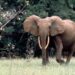 Loxodonta africana cyclotis. Forest elephant bull Gamba, Gabon. Image by WWF / Hervé MORAND with courtesy.