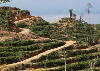 ONGs pressionam a UE a rotular Sarawak como fonte de madeira e óleo de palma de “alto risco”