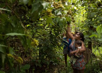 A Floresta Ancestral: Como os Povos Indígenas Transformaram a Amazônia em um Vasto Jardim