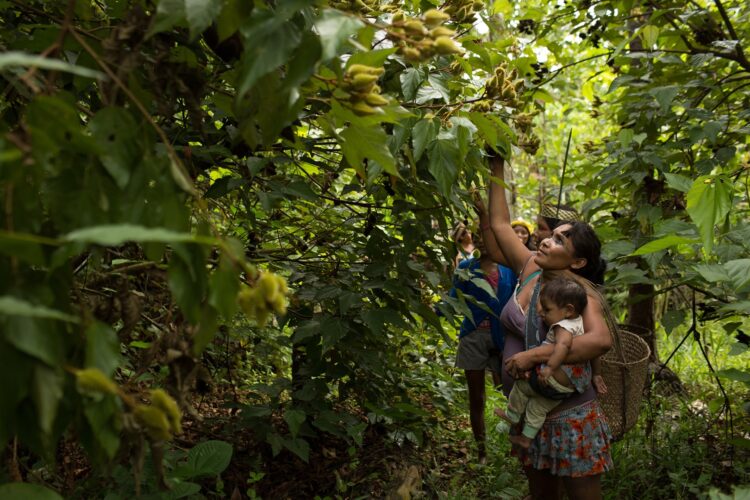 A Floresta Ancestral: Como os Povos Indígenas Transformaram a Amazônia em um Vasto Jardim