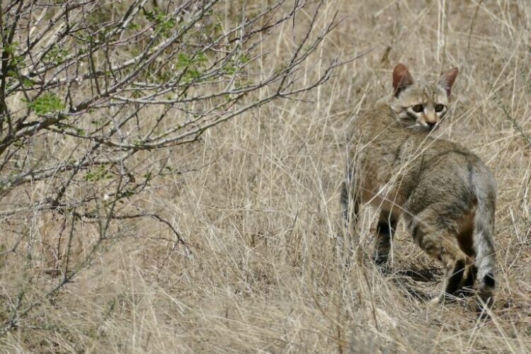 An African wildcat in Kgalagadi Transfrontier Park, South Africa. While little is known about the threats facing African wildcats in West Africa, across their range they are at risk from hybridization and disease transmission from domestic cats. Image by Bernard DUPONT from FRANCE, via Wikimedia Commons (CC BY-SA 2.0).