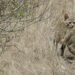 An African wildcat in Kgalagadi Transfrontier Park, South Africa. While little is known about the threats facing African wildcats in West Africa, across their range they are at risk from hybridization and disease transmission from domestic cats. Image by Bernard DUPONT from FRANCE, via Wikimedia Commons (CC BY-SA 2.0).
