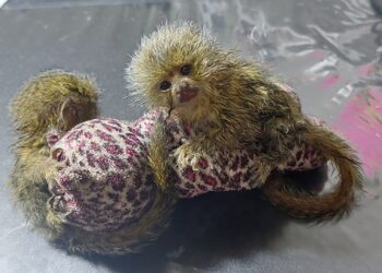 Cetas do Ibama no Acre inicia campanha de doação de itens aos animais resgatados de incêndios florestais — Ibama