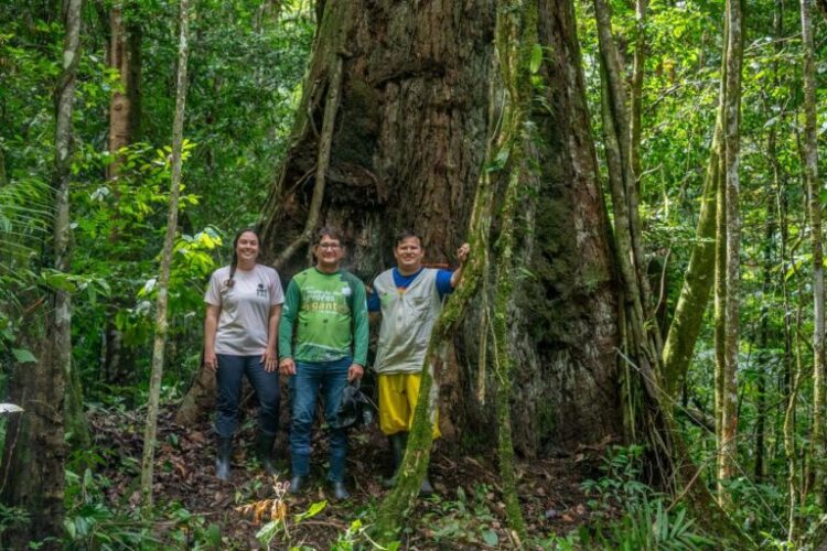 Brasil atualiza parque para proteger a árvore mais alta da Amazônia e permite turismo