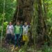 Brasil atualiza parque para proteger a árvore mais alta da Amazônia e permite turismo