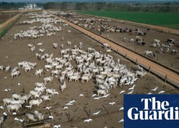 Fazendeiro brasileiro condenado a pagar US$ 50 milhões por danos à Amazônia | Brasil